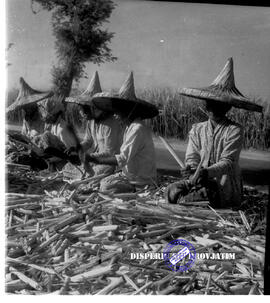 Perkebunan gula. Petani sedang menanam bibit