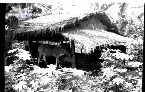 Original Objek Digital not accessible