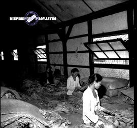 Perkebunan di Bojonegoro, ibu-ibu sedang mempersiapkan tembakau yang akan dijemur, tgl. 14-11-1957