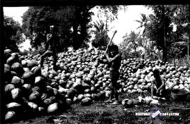 Perkebunan Kopra. Hasil panen kelapa akan diolah menjadi kopra di Banyuwangi. Tanggal 28 Januari ...