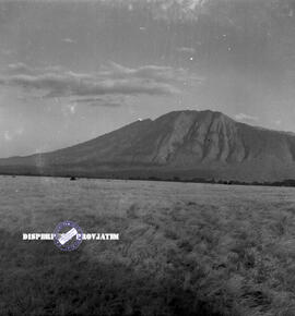 Padang savana Taman Nasional Baluran foto diambil pada saat kegiatan Promotion Tour Taman Nasiona...