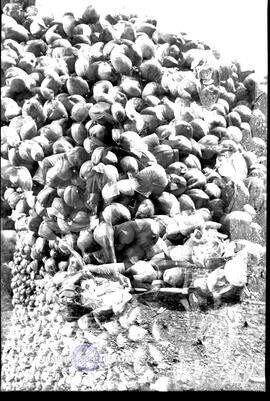 Perkebunan Kopra. Hasil panen kelapa sebelum diolah menjadi kopra dan minyak kelapa di Banyuwangi...