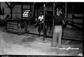 Perkebunan di Bojonegoro, proses pengepakan tembakau, tgl. 14-11-1957