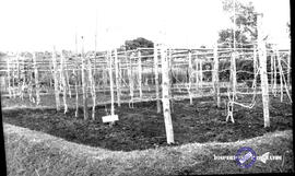 Rombongan Kalimantan ke Djawatan Perkebunan (pertanian) Punten, tanggal 11 April 1955 Batu Malang...